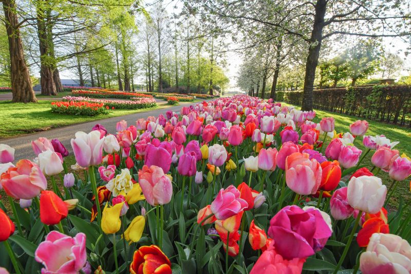 KEUKENHOF - DÉPART DE LA RÉGION DE LIÈGE