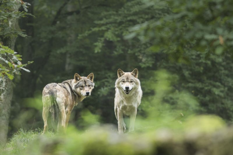 LES GROTTES DE HAN & LE PARC ANIMALIER 