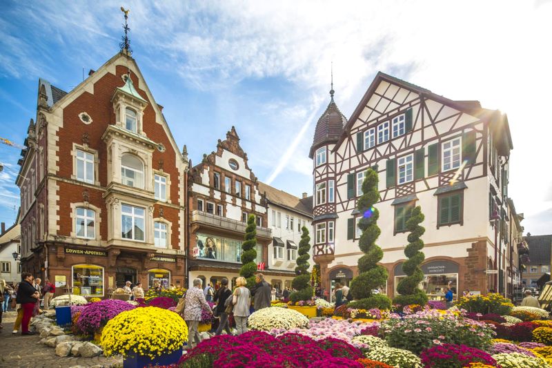 LA FÊTE DES CHRYSANTHÈMES & LA FORÊT NOIRE