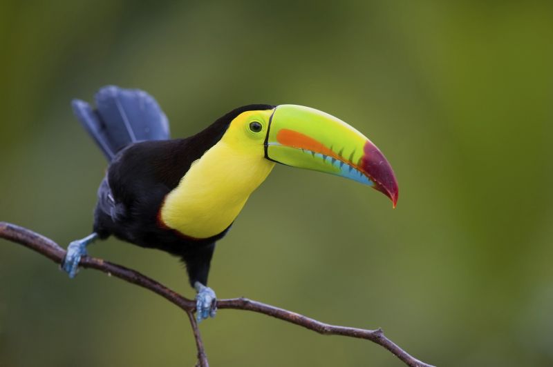PAYS DE L'OR VERT & MANUEL ANTONIO 2027